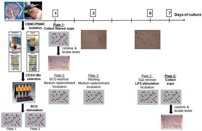 Human Newborn Monocytes Demonstrate Distinct BCG-Induced Primary and Trained Innate Cytokine Production and Metabolic Activation In Vitro